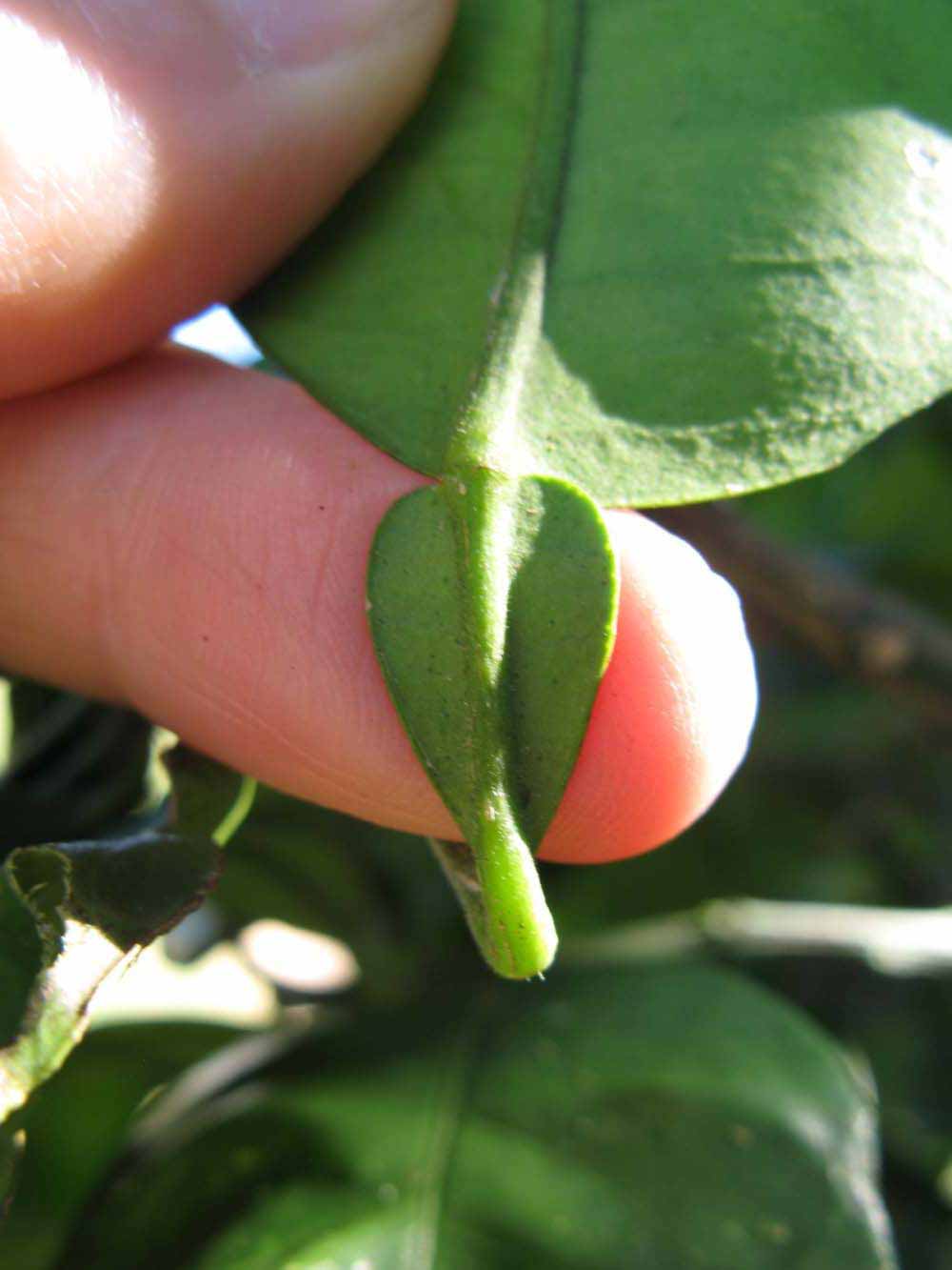            Petiole (Winter Haven, FL)   